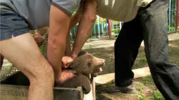 Natia bear cub rescue Ukraine