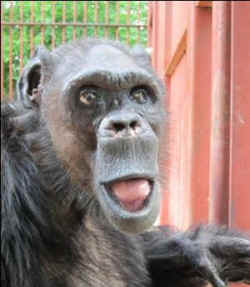 Oliver chimp humanzee vivisection sanctuary