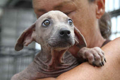 stray dog Thailand soi dog Pammi