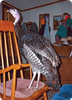 turkey Peeper
