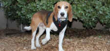 beagle rescue vivisection