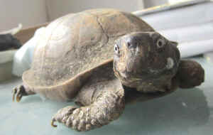 Hole tortoise turtle