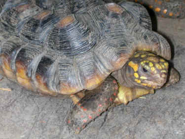 tortoise turtle Pancake