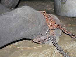 elephant slave rescue