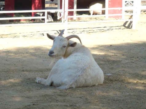 Gentle Barn Tinkerbell goat rescue