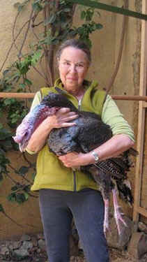 Valentin rescued turkey