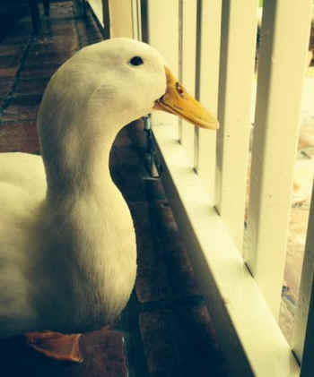 Addie rescued duck