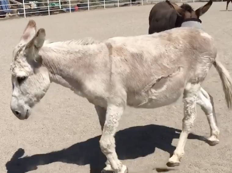 Donkey Addison