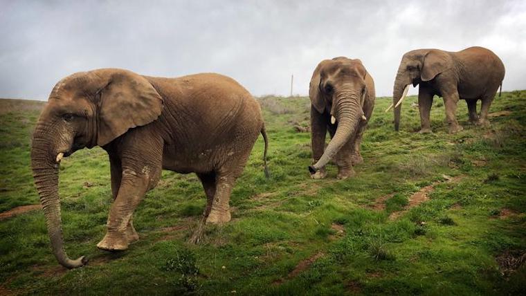 Elephants at Ark 2000
