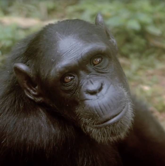 aAiba chimpanzee