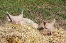 pigs friendship