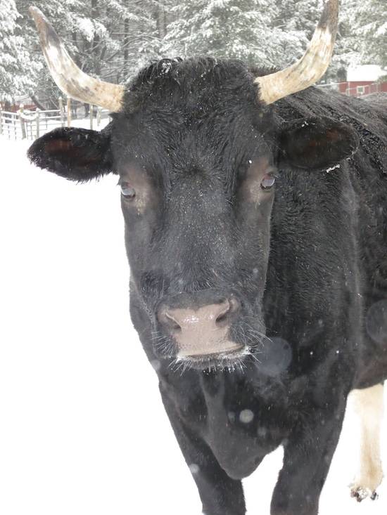 andy rescued steer