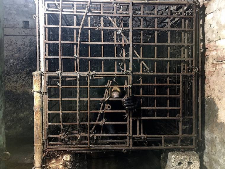 Caged Bear Annemarie