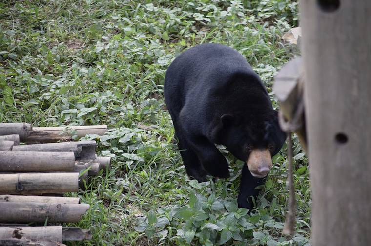 Happy Bear Annemarie