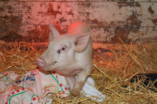 ari piglet