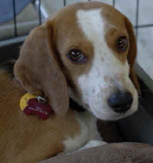 Shanon,Keith,beagle freedom lab