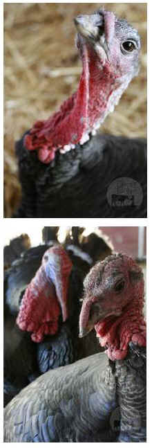 turkey Marsha sanctuary