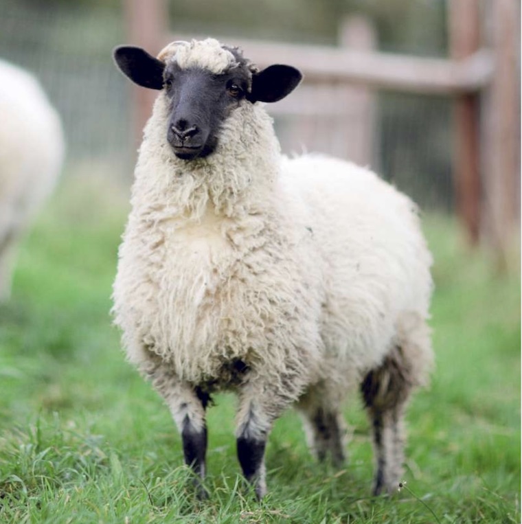 Sheep Tilly