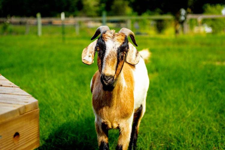 Benny goat