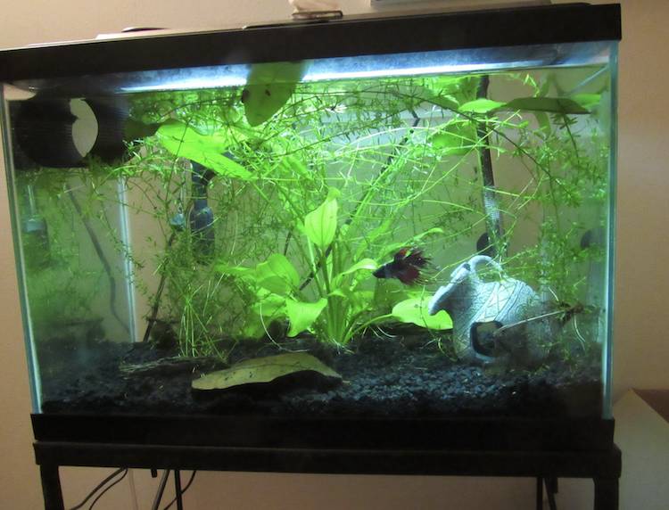 Betta