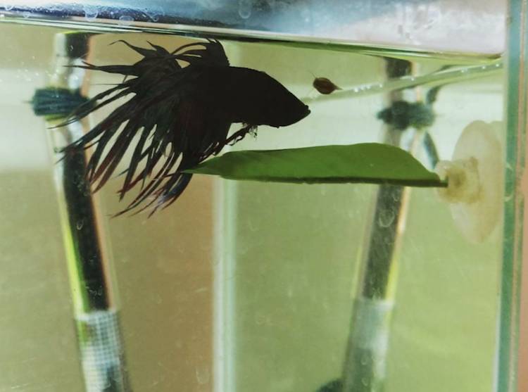 Betta and snail