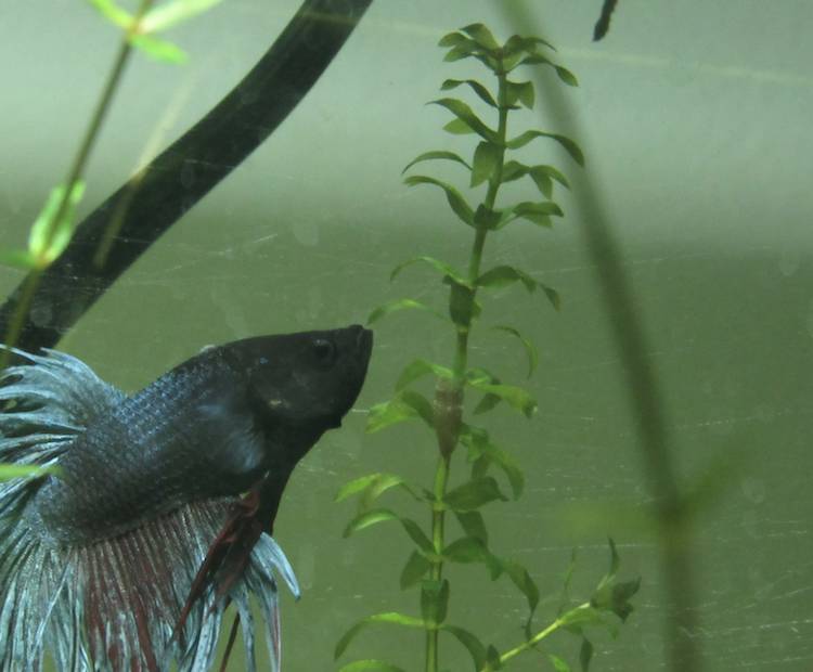Betta