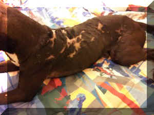 Betty burned dog