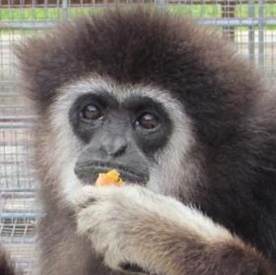 Gibbon Blackie