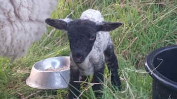 baby lamb