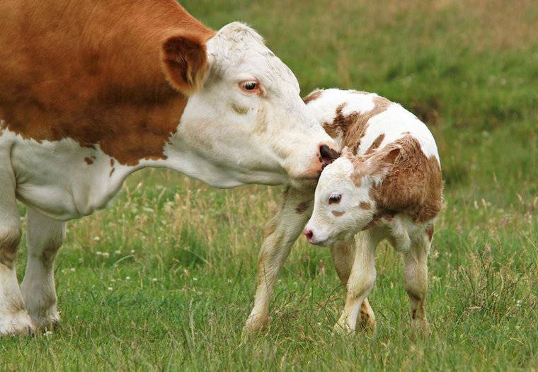 cow and calf