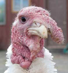 Boone rescued turkey