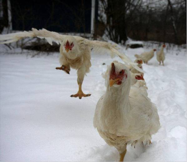 brave hen