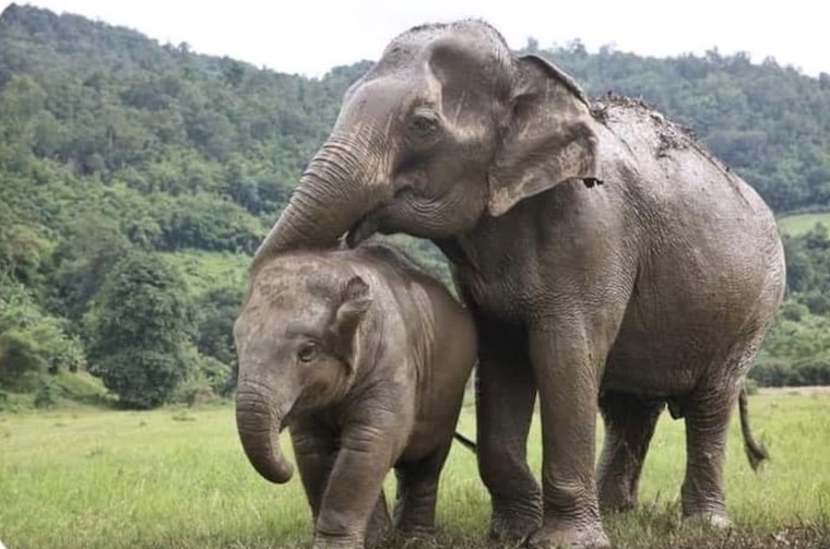 Elephant Navaan Bua Kham