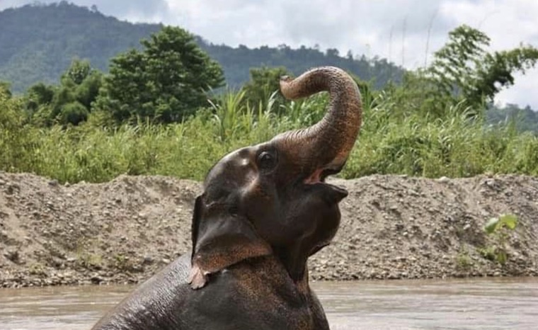 Elephant Bua Kham