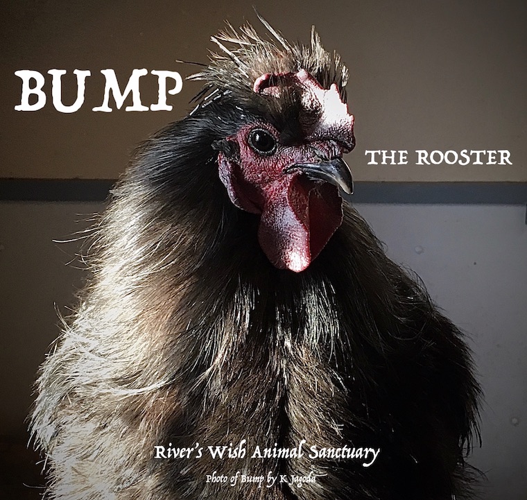 Rooster Bump