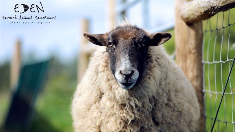 Sheep Cara
