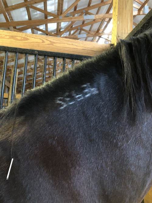 Racehorse branded