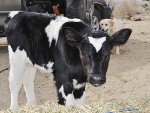 rescued calf