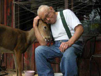 Carl's deer wildlife