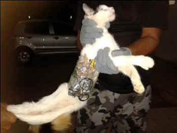 cat burglar prison smuggle