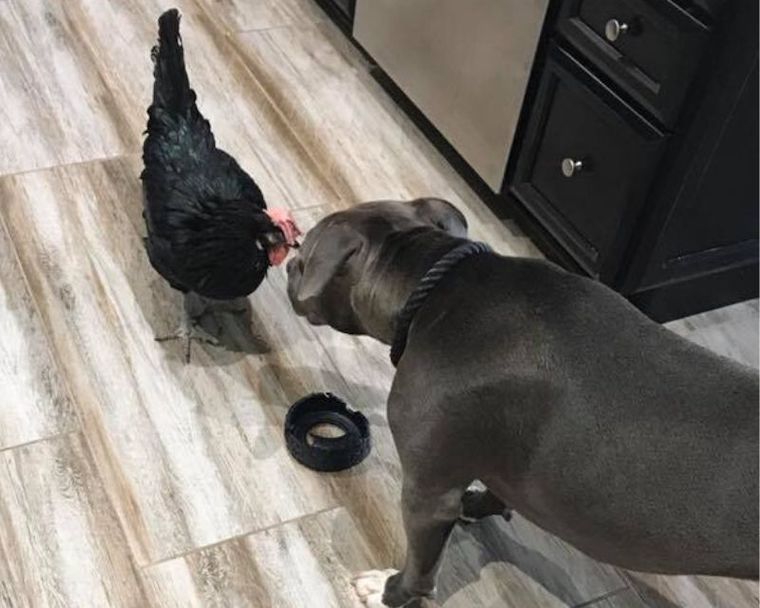 Chickcen Pit Bull