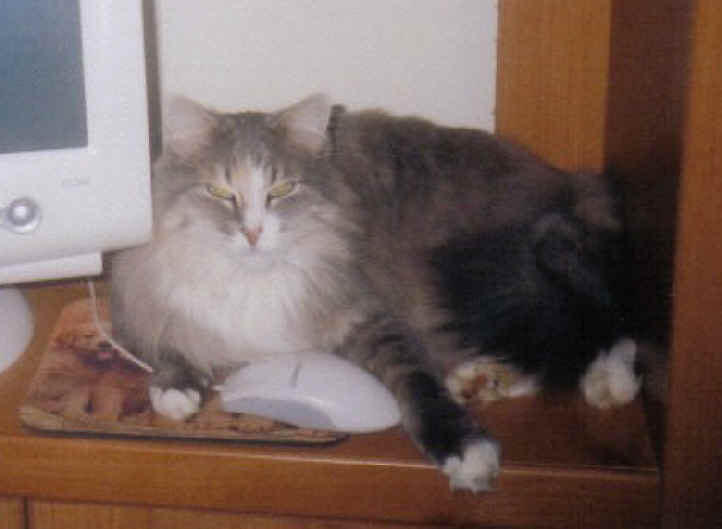 a-chinchi2