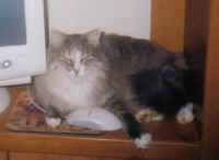 a-chinchi2_small