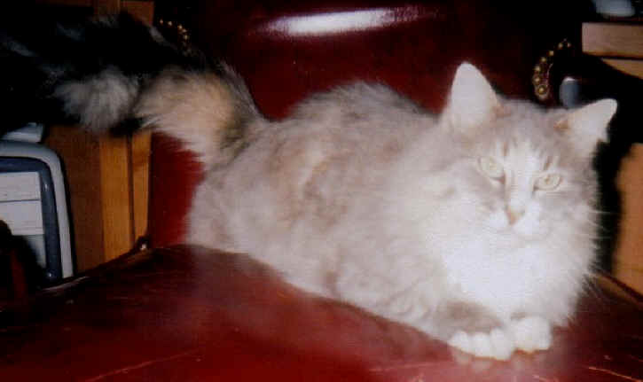 a-chinchi3