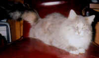 a-chinchi3_small