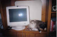 a-chinchi_small