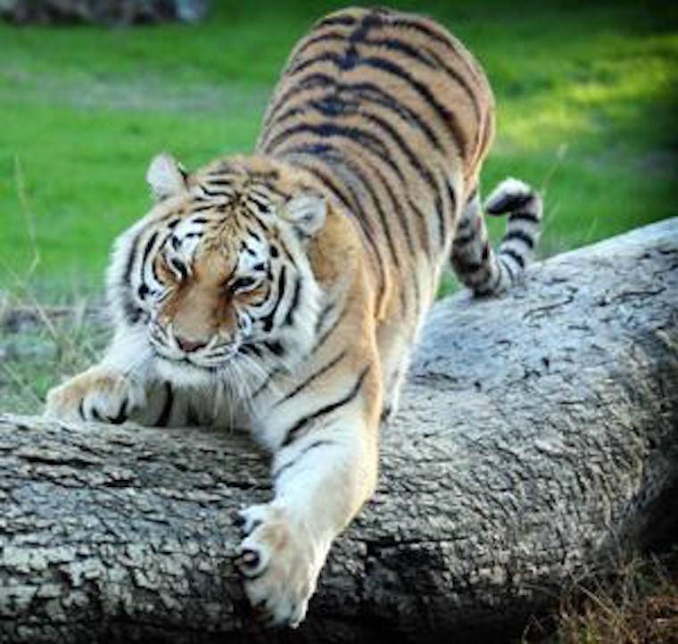 rescued Tiger Rosemary