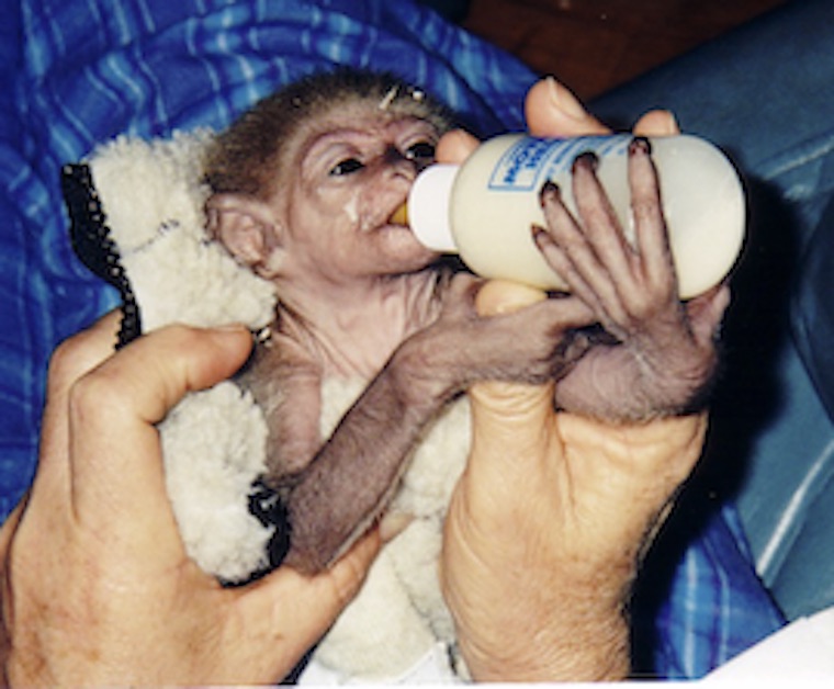 Courtney baby Gibbon