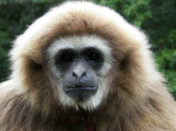 a-courtneygibbon-02