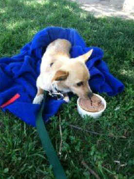 dog rescue George Carlin puppy mills